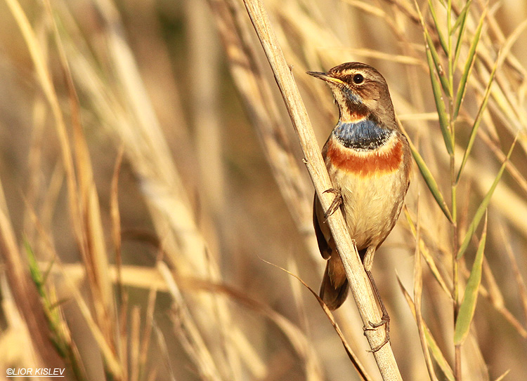 Bluethroat  Luscinia svecica ,the Btecha(Jordan river delta) 13-01-13 Lior Kislev